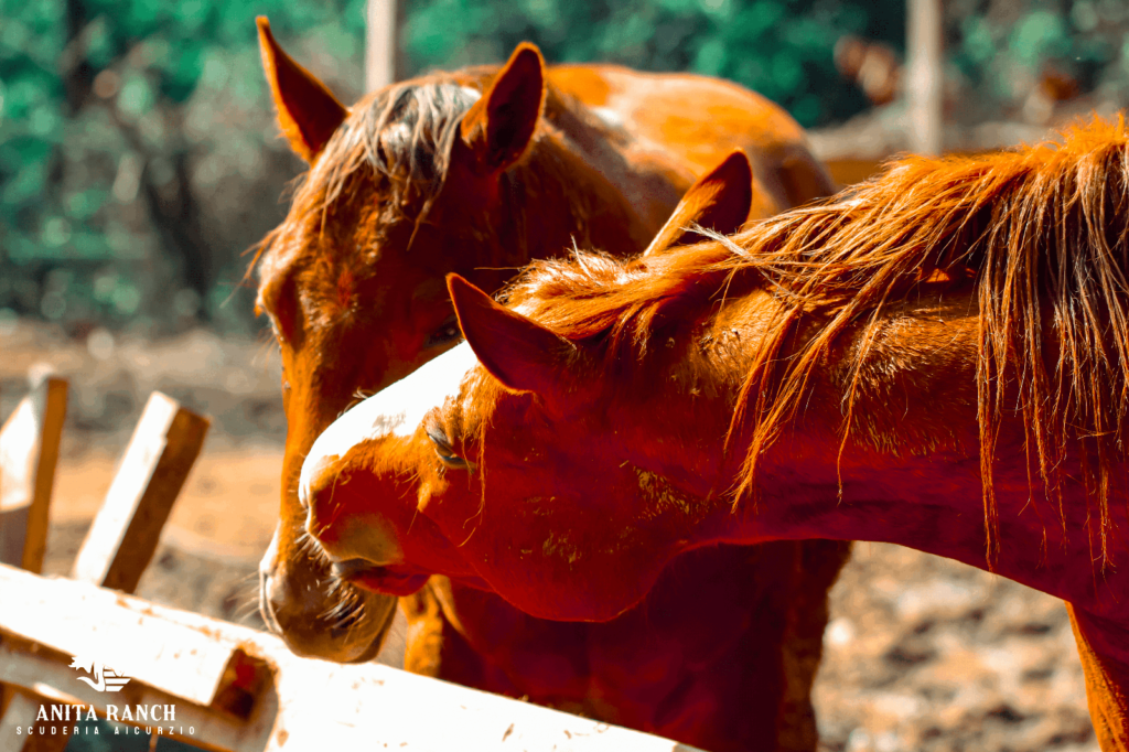 Cavalli nel maneggio Anita Ranch